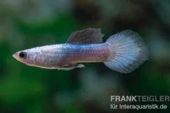 Guppy Panda, Poecilia reticulata, paarweise