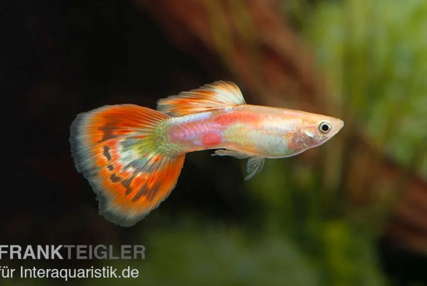 Guppy Pigeon Blood, Poecilia reticulata, paarweise