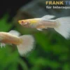 Guppy platinum Albino, Poecilia reticulata, paarweise