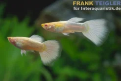 Guppy platinum Albino, Poecilia reticulata, paarweise