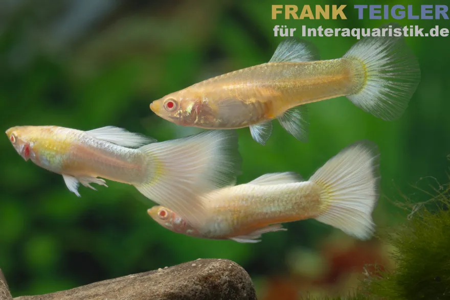 Guppy platinum Albino, Poecilia reticulata, paarweise