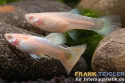 Guppy platinum Albino, Poecilia reticulata, paarweise