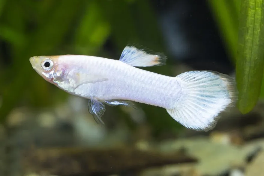 Guppy platinum white, Poecilia reticulata, paarweise