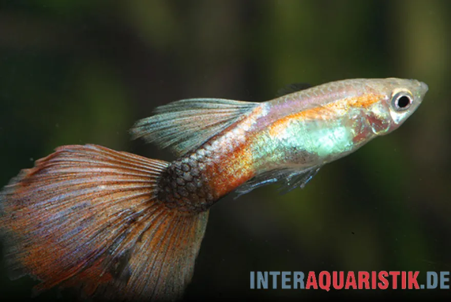 Guppy Queen Red, Poecilia reticulata, paarweise
