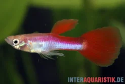 Guppy Rainbow Metallic, Poecilia reticulata, paarweise