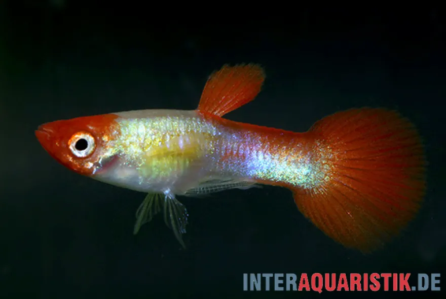 Guppy Red Cap, Poecilia reticulata, paarweise