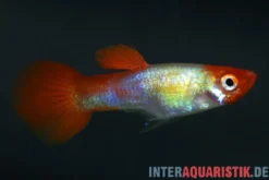 Guppy Red Cap, Poecilia reticulata, paarweise