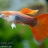 Guppy rot Tuxedo, Poecilia reticulata, paarweise