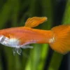 Guppy Triangel vollrot, Poecilia reticulata, paarweise