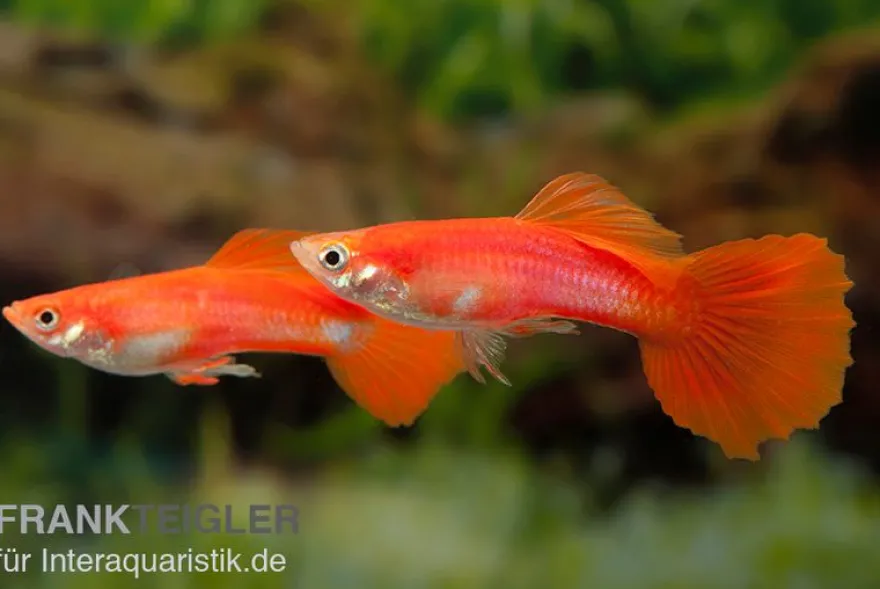 Guppy Triangel vollrot, Poecilia reticulata, paarweise