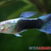Guppy Turquoise Blue, Poecilia reticulata, paarweise
