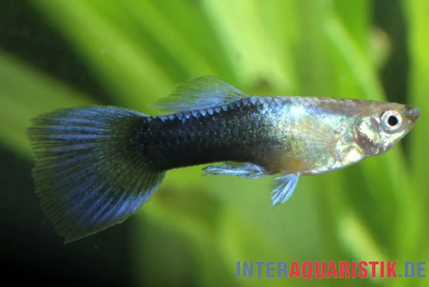 Guppy Turquoise Blue, Poecilia reticulata, paarweise