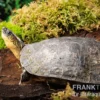 Guyana-Erdschildkröte, Rhinoclemmys punctularia