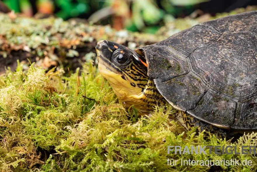 Guyana-Erdschildkröte, Rhinoclemmys punctularia
