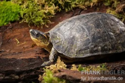 Guyana-Erdschildkröte, Rhinoclemmys punctularia