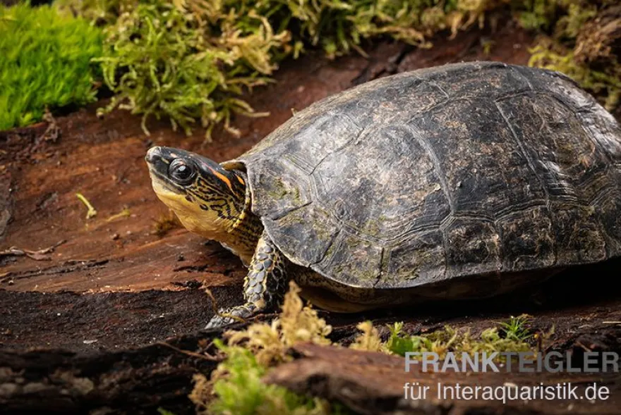 Guyana-Erdschildkröte, Rhinoclemmys punctularia