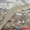 Ägyptischer Pantherfransenfinger, Acanthodactylus pardalis