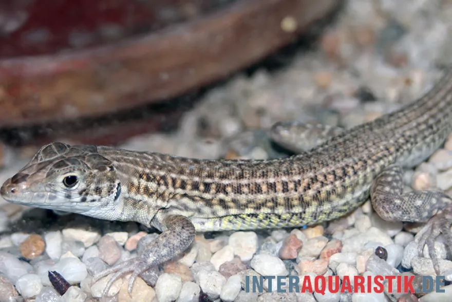 Ägyptischer Pantherfransenfinger, Acanthodactylus pardalis