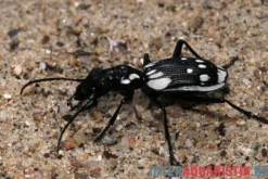 Ägyptischer Raubkäfer, Anthia sexmaculata