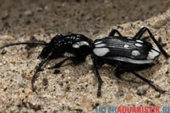 Ägyptischer Raubkäfer, Anthia sexmaculata