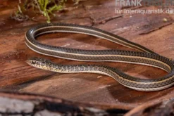 Ägyptische Sandrennnatter, Psammophis sibilans