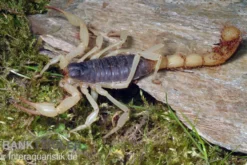 Haariger Wüstenskorpion, Hadrurus arizonensis