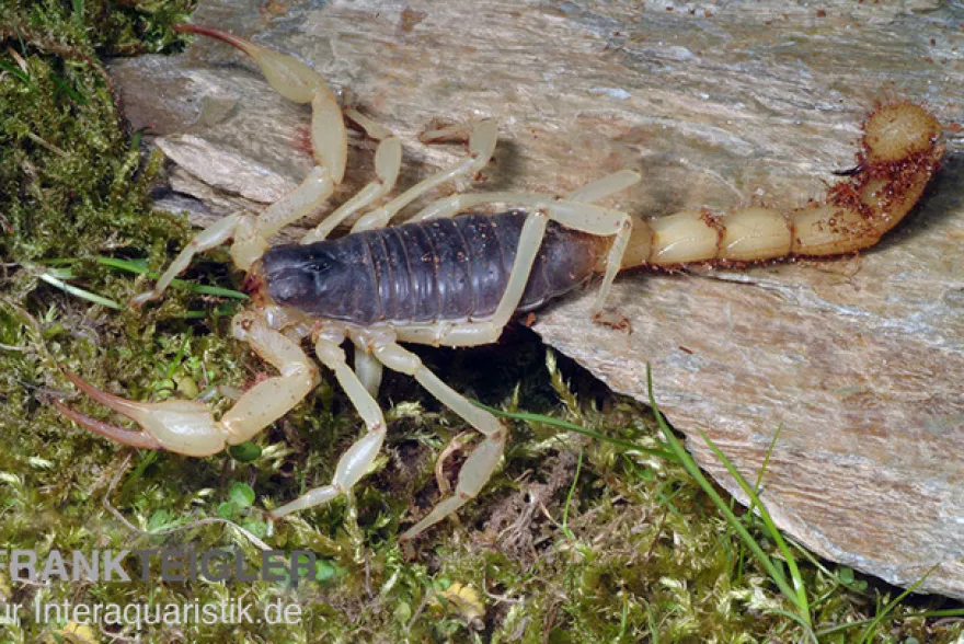 Haariger Wüstenskorpion, Hadrurus arizonensis