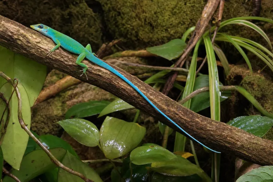 Haiti-Weißlippenanolis, Anolis coelestinus