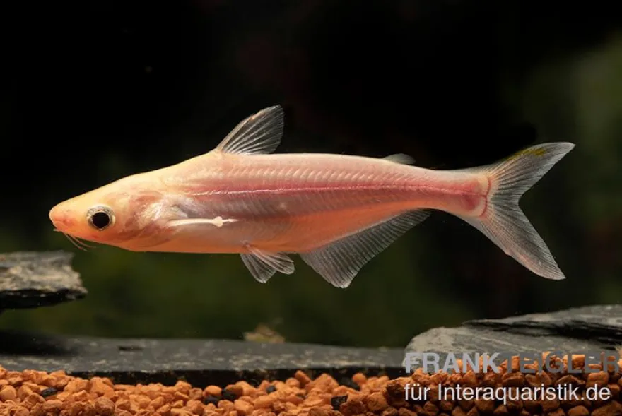 Haiwels Gold, Pangasius sutchi