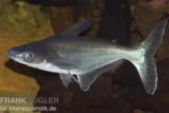 Haiwels, Pangasius sutchi