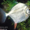Haken-Scheibensalmler, Myleus rubripinnis