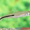 Halbbinden-Federsalmler, Hemiodus semitaeniatus