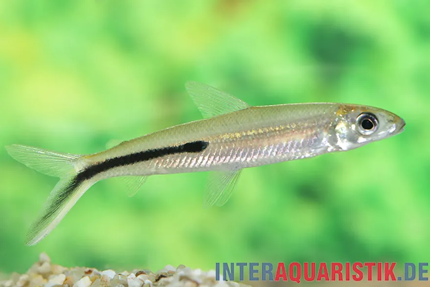 Halbbinden-Federsalmler, Hemiodus semitaeniatus