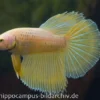 Halfmoon Kampffisch apricot, Männchen, Betta splendens