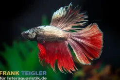 Halfmoon Kampffisch Black Devil, Männchen, Betta splendens