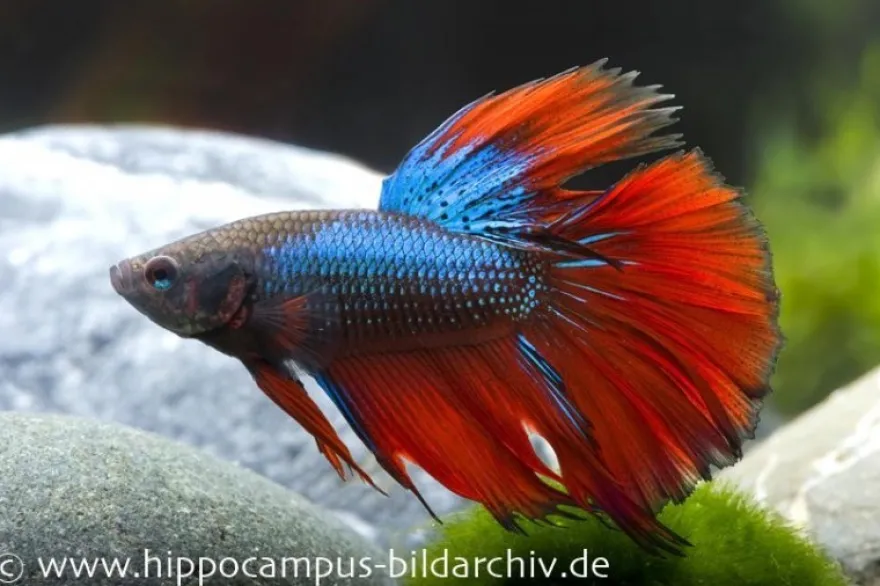 Halfmoon Kampffisch blau-rot, Männchen, Betta splendens (Dragon Blue)