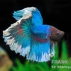 Halfmoon Kampffisch Butterfly, Mix, Männchen, Betta splendens