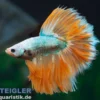 Halfmoon Kampffisch Butterfly yellow, Männchen, Betta splendens