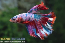 Halfmoon Kampffisch Galaxy, Männchen, Betta splendens