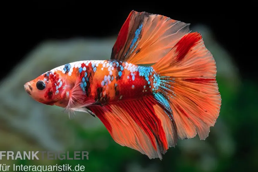 Halfmoon Kampffisch Koi Männchen, Betta Halfmoon Koi, NZ