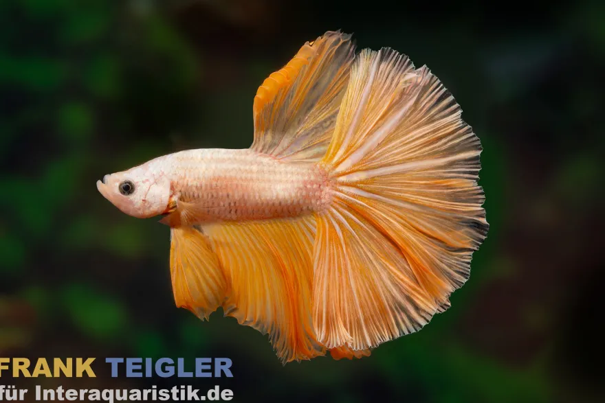 Halfmoon Kampffisch Mask Gold, Männchen, Betta splendens