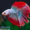 Halfmoon Kampffisch Mask Green, Männchen, Betta splendens