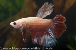 Halfmoon Kampffisch mirabell, Männchen, Betta splendens