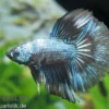 Halfmoon Kampffisch Multicolor NZ, Männchen, Betta splendens