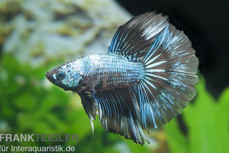 Halfmoon Kampffisch Multicolor NZ, Männchen, Betta splendens