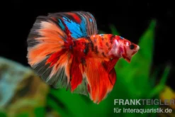Halfmoon Kampffisch Nemo, Betta splendens, Männlich