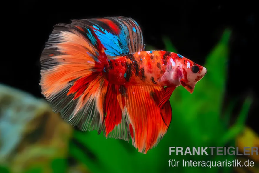Halfmoon Kampffisch Nemo, Betta splendens, Männlich