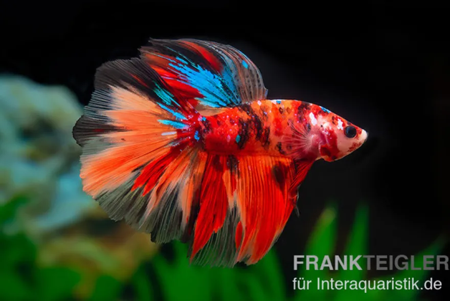 Halfmoon Kampffisch Nemo, Betta splendens, Männlich