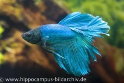 Halfmoon Kampffisch türkis, Männchen, Betta splendens