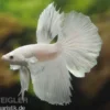 Halfmoon Kampffisch weiß, Männchen, Betta splendens